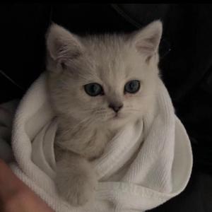 大动物和外国洋妞操逼
