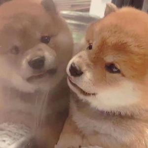 大动物和外国洋妞操逼
